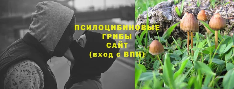 сколько стоит  Ковров  Галлюциногенные грибы Psilocybine cubensis 